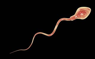 Why have sperm counts halved in New Zealand men?